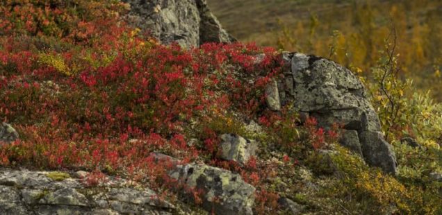 Les racines augmentent les émissions de carbone… du permafrost !