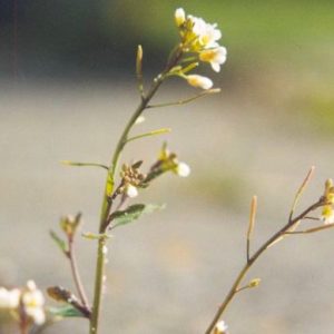 Résistance des plantes face aux maladies : une forme majeure de leur système immunitaire décryptée !