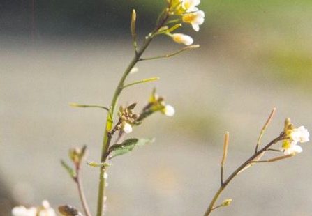 Résistance des plantes face aux maladies : une forme majeure de leur système immunitaire décryptée !