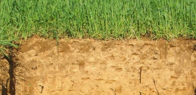 Une gestion durable des sols agricoles pour séquestrer le carbone et limiter le changement climatique