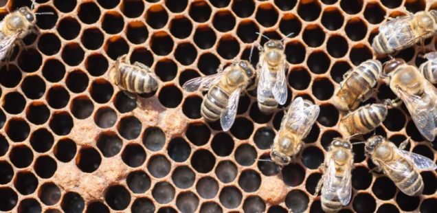 Les abeilles hygiéniques plus résistantes face à un redoutable parasite