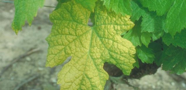 Découverte d’une résistance naturelle au virus du court-noué chez la vigne !