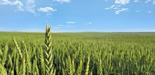Coup de boost pour les blés hybrides !