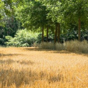 Une étude concluante montrant la valeur ajoutée de la diversification des cultures ?