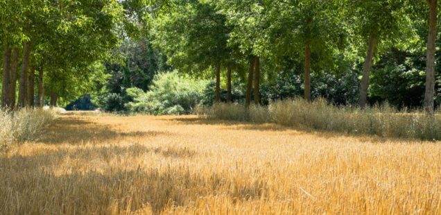 Une étude concluante montrant la valeur ajoutée de la diversification des cultures ?