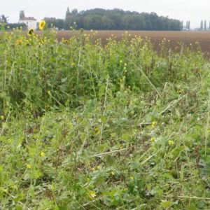 L’impact du changement climatique sur la productivité de l’agriculture de conservation