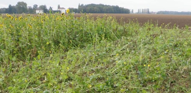 L’impact du changement climatique sur la productivité de l’agriculture de conservation