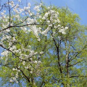 Fécondité des arbres et vieillissement biologique