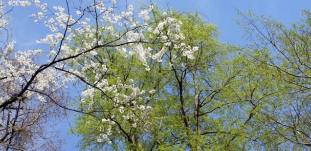 Fécondité des arbres et vieillissement biologique