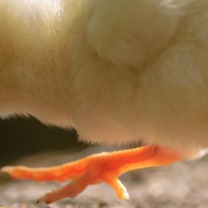 Evaluer le potentiel des extraits de plantes pour renforcer l’immunité des volailles en élevage