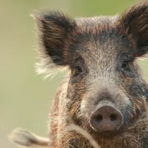 Des sangliers réservoir de nouvelles bactéries pathogènes