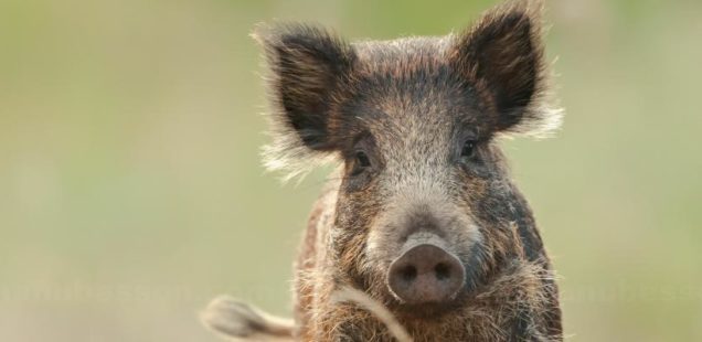 Des sangliers réservoir de nouvelles bactéries pathogènes