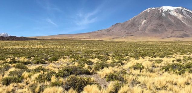 Résilience des plantes aux environnements extrêmes : une approche innovante utilisée au Chili !