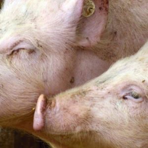 Bien-être animal : quand l’intelligence artificielle traduit les vocalisations des porcs