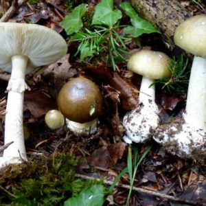 Quelle est l’origine des toxines mortelles des champignons ?