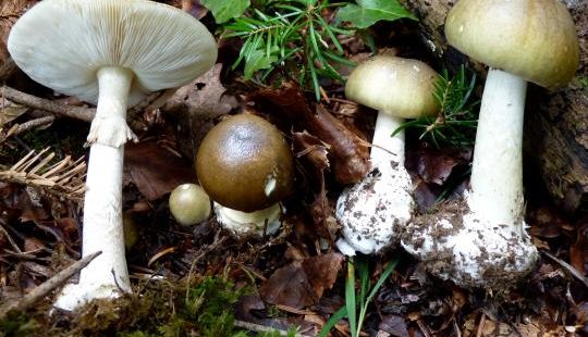 Quelle est l’origine des toxines mortelles des champignons ?