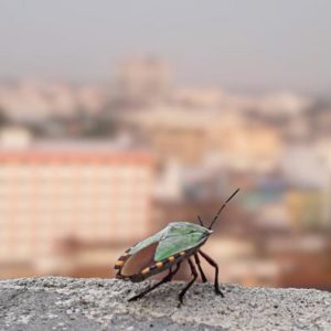 L’urbanisation diminue la régulation naturelle des insectes nuisibles