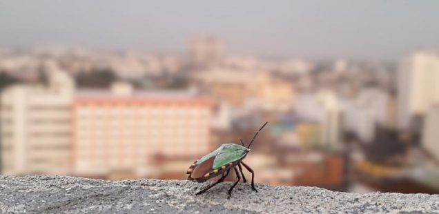L’urbanisation diminue la régulation naturelle des insectes nuisibles