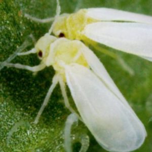 Pourquoi les plantes transfèrent-elles certains jeunes aux insectes ravageurs ?