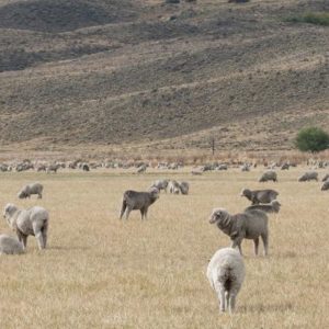 Penser globalement, agir localement : comment gérer le pâturage en zone aride dans un climat qui se réchauffe