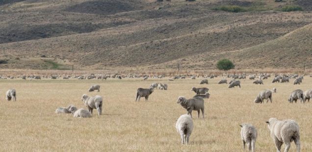 Penser globalement, agir localement : comment gérer le pâturage en zone aride dans un climat qui se réchauffe