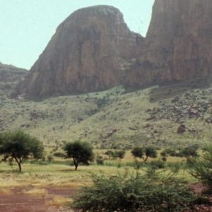 Une étude révolutionnaire révèle les stocks de carbone des 10 milliards d’arbres des régions sèches d’Afrique subsaharienne